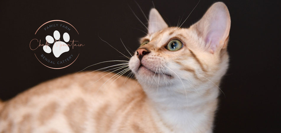 bengal kitten for sale near me